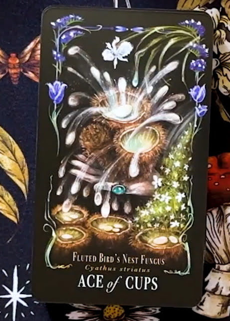 Midnight Magic: A Tarot Deck of Mushrooms